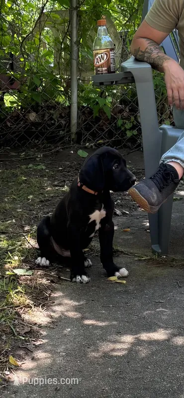 Orange – Great Dane puppy for sale in Clarkston, MI