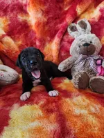 Hot Pink, a female Great Dane for sale in Clarkston, MI – Photo 1 of 5