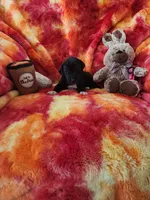 Hot Pink, a female Great Dane for sale in Clarkston, MI – Photo 5 of 5