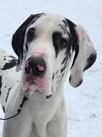 Hot Pink, a female Great Dane for sale in Clarkston, MI – Photo 3 of 5