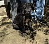 Red, a male Great Dane for sale in Clarkston, MI – 2 of 7