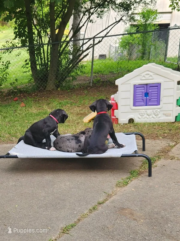 Red – Great Dane puppy for sale in Clarkston, MI