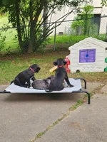 Red, a male Great Dane for sale in Clarkston, MI – 1 of 7