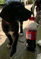 Red, a male Great Dane for sale in Clarkston, MI – 3 of 7