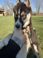 Ace , a male Siberian Husky for sale in Plainfield, IN – Photo 1 of 8