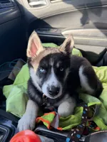 Ace , a male Siberian Husky for sale in Plainfield, IN – Photo 5 of 8
