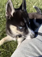 Ace , a male Siberian Husky for sale in Plainfield, IN – Photo 8 of 8