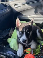 Ace , a male Siberian Husky for sale in Plainfield, IN – Photo 7 of 8