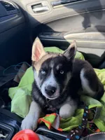 Ace , a male Siberian Husky for sale in Plainfield, IN – Photo 6 of 8