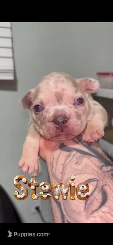 Stewie – French Bulldog puppy for sale in Orlando, FL