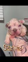 Stewie, a male French Bulldog for sale in Orlando, FL – 1 of 1
