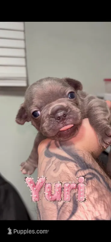Yuri – French Bulldog puppy for sale in Orlando, FL