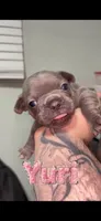 Yuri, a female French Bulldog for sale in Orlando, FL – 1 of 1
