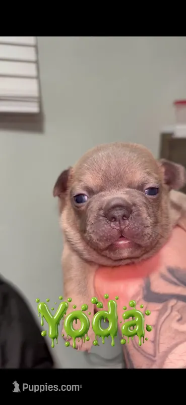 Yoda – French Bulldog puppy for sale in Orlando, FL