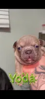 Yoda, a male French Bulldog for sale in Orlando, FL – 1 of 1