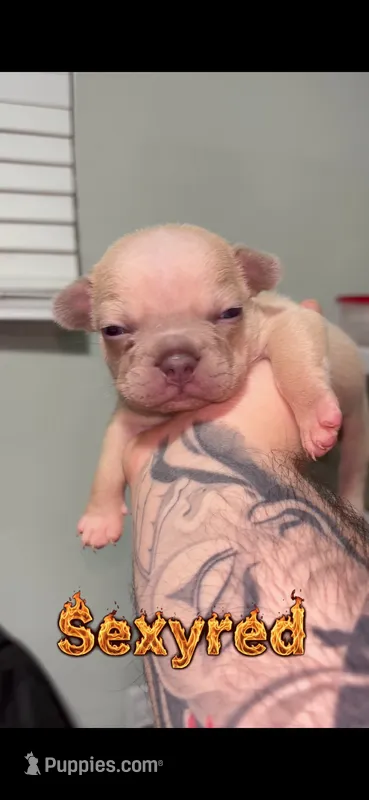 Sexyred  – French Bulldog puppy for sale in Orlando, FL