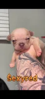 Sexyred , a female French Bulldog for sale in Orlando, FL – 1 of 1