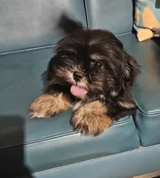 Puppy 5, a female Lhasa Apso for sale in Navasota, TX – 2 of 3