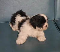 Puppy 1, a male Lhasa Apso for sale in Navasota, TX – 2 of 2