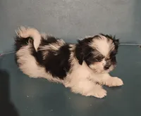 Puppy 4, a male Lhasa Apso for sale in Navasota, TX – 2 of 2