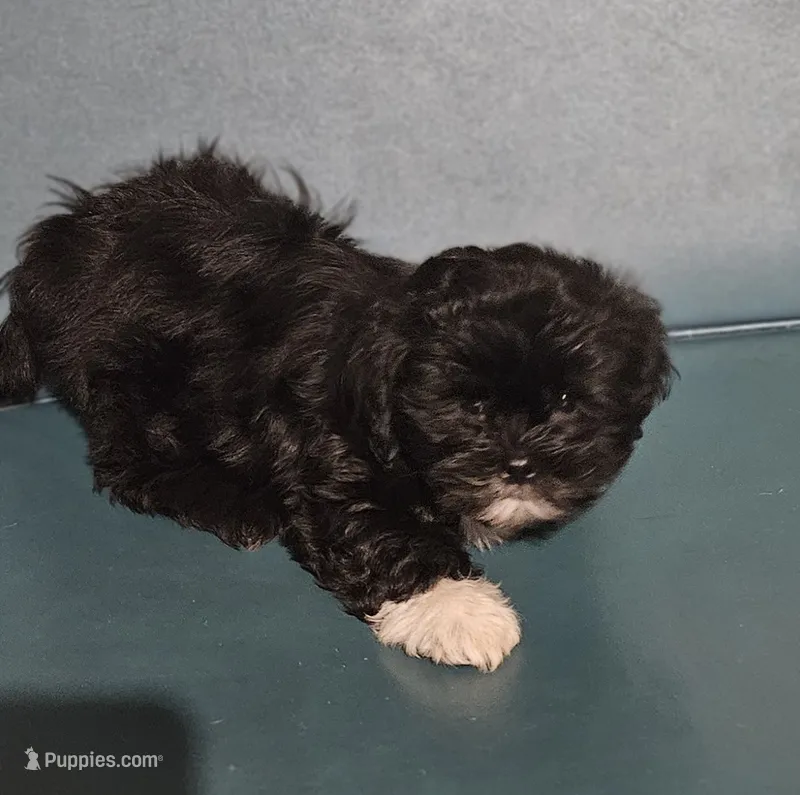 Puppy 3 – Lhasa Apso puppy for sale in Navasota, TX