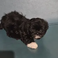 Puppy 3, a male Lhasa Apso for sale in Navasota, TX – 1 of 3