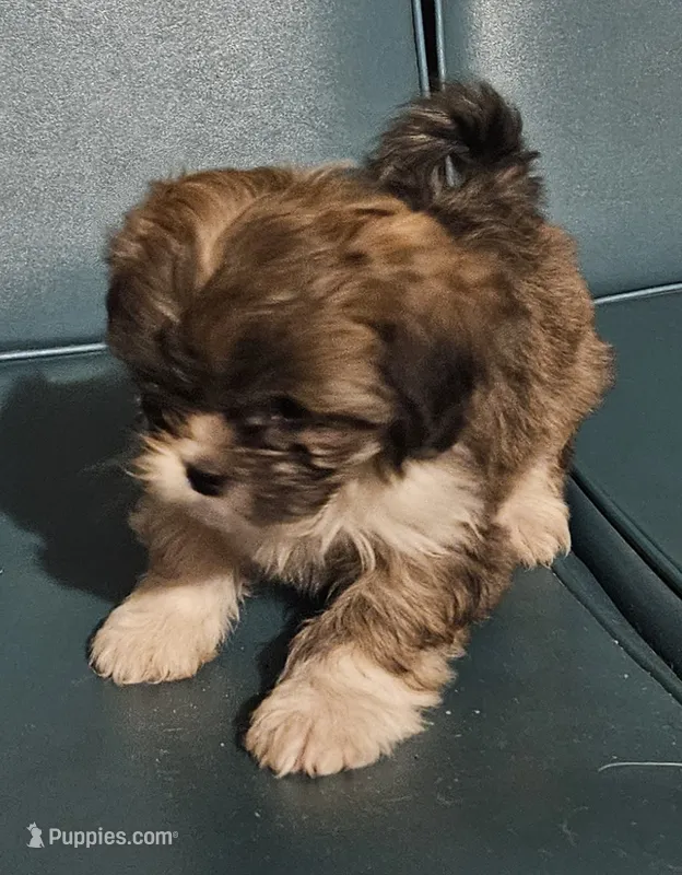 Puppy 2 – Lhasa Apso puppy for sale in Navasota, TX