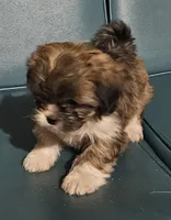 Puppy 2, a female Lhasa Apso for sale in Navasota, TX – 1 of 2