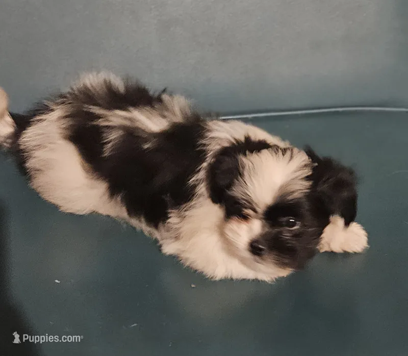 Puppy 4 – Lhasa Apso puppy for sale in Navasota, TX
