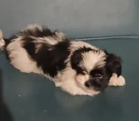 Puppy 4, a male Lhasa Apso for sale in Navasota, TX – 1 of 2