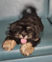 Puppy 5, a female Lhasa Apso for sale in Navasota, TX – 3 of 3