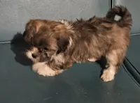 Puppy 2, a female Lhasa Apso for sale in Navasota, TX – 2 of 2
