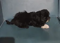 Puppy 3, a male Lhasa Apso for sale in Navasota, TX – 3 of 3