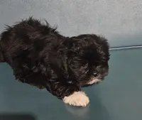 Puppy 3, a male Lhasa Apso for sale in Navasota, TX – 2 of 3