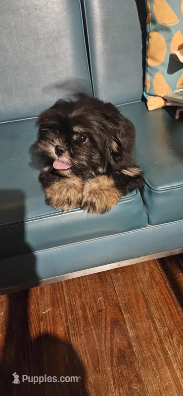 Puppy 5 – Lhasa Apso puppy for sale in Navasota, TX