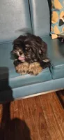 Puppy 5, a female Lhasa Apso for sale in Navasota, TX – 1 of 3