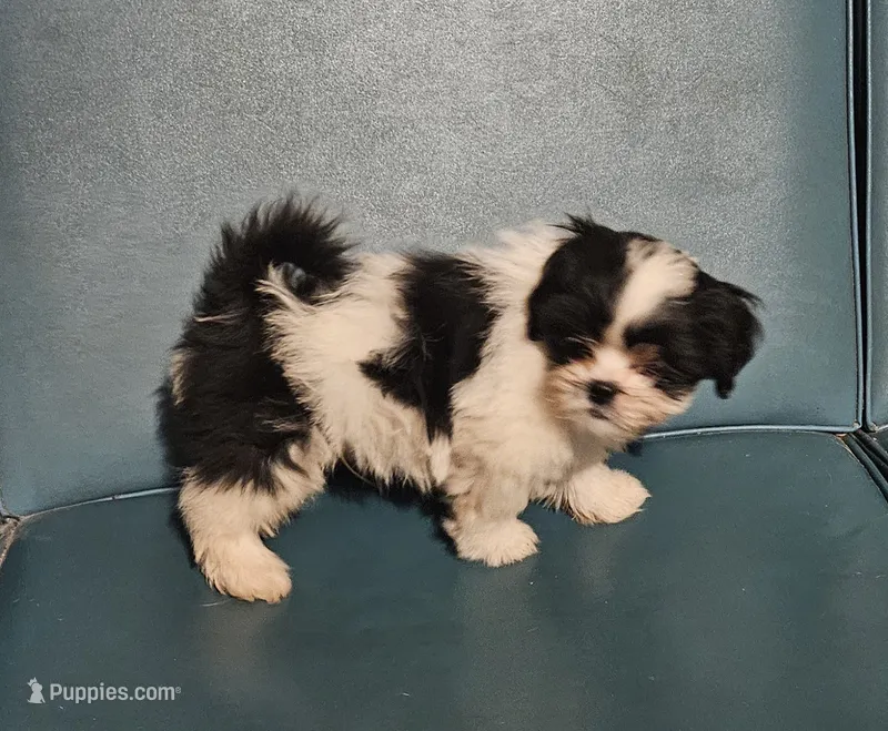 Puppy 1 – Lhasa Apso puppy for sale in Navasota, TX
