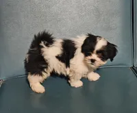 Puppy 1, a male Lhasa Apso for sale in Navasota, TX – 1 of 2