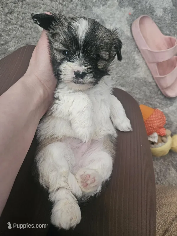 Rocket – Shih Tzu puppy for sale in Long Beach, CA