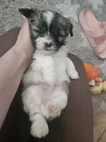 Rocket, a male Shih Tzu for sale in Long Beach, CA – Photo 3 of 3