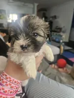 Rocket, a male Shih Tzu for sale in Long Beach, CA – Photo 2 of 3