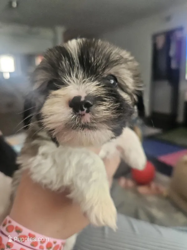 Rocket – Shih Tzu puppy for sale in Long Beach, CA