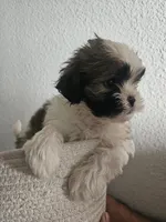 Beau, a male Shih Tzu for sale in Long Beach, CA – Photo 2 of 2