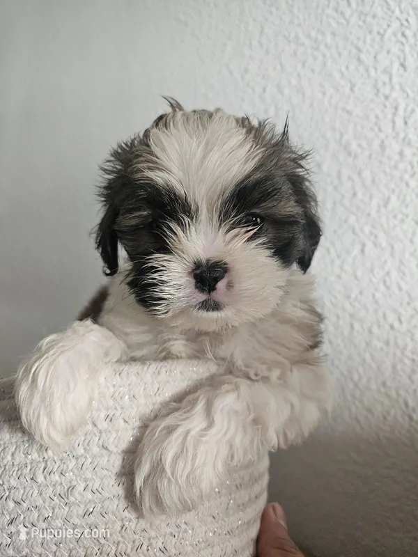 Beau – Shih Tzu puppy for sale in Long Beach, CA