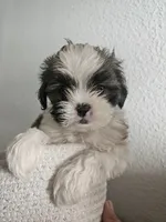 Beau, a male Shih Tzu for sale in Long Beach, CA – Photo 1 of 2