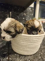 Kiwi, a female Shih Tzu for sale in Long Beach, CA – Photo 2 of 3