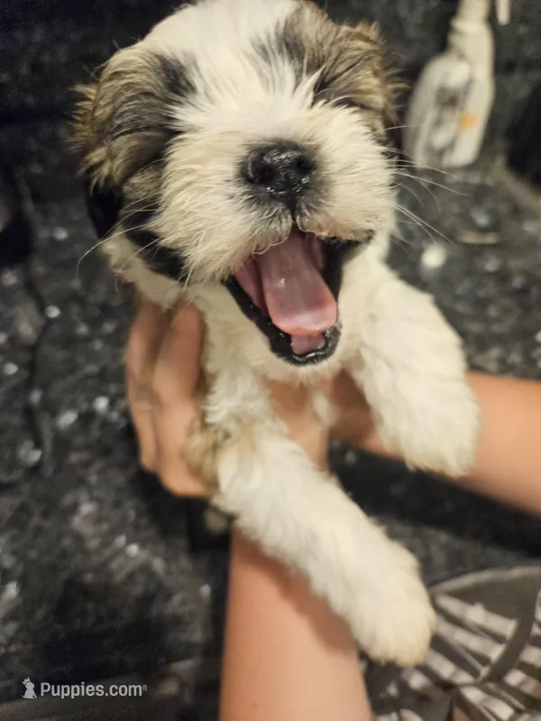 Kiwi – Shih Tzu puppy for sale in Long Beach, CA