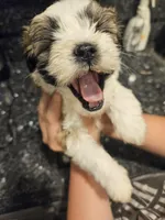 Kiwi, a female Shih Tzu for sale in Long Beach, CA – Photo 1 of 3