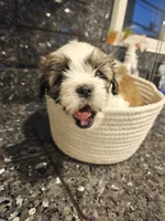 Kiwi, a female Shih Tzu for sale in Long Beach, CA – Photo 3 of 3