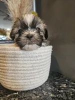 Gunnar, a male Shih Tzu for sale in Long Beach, CA – Photo 2 of 4